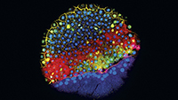 Un embrión de pez cebra en una etapa temprana de desarrollo. Los marcadores fluorescentes resaltan las células que expresan genes que ayudan a determinar el tipo de célula en que se convertirán.