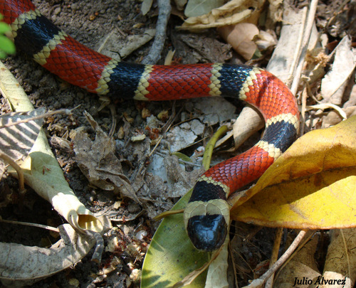 Serpiente coralillo del Occidente Mexicano, Micrurus distans zweifeli