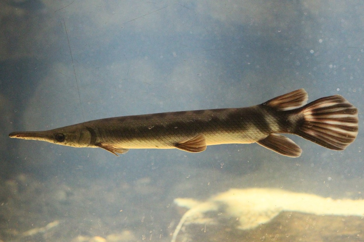 Pejelagarto (Atractosteus tropicus) en la región del sureste mexicano.