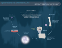 Los andamios celulares pretenden funcionar como sustitutos biológicos para reparar o mejorar la función de un tejido u órgano, basándose en la combinación de soportes para generar hueso y células troncales.
