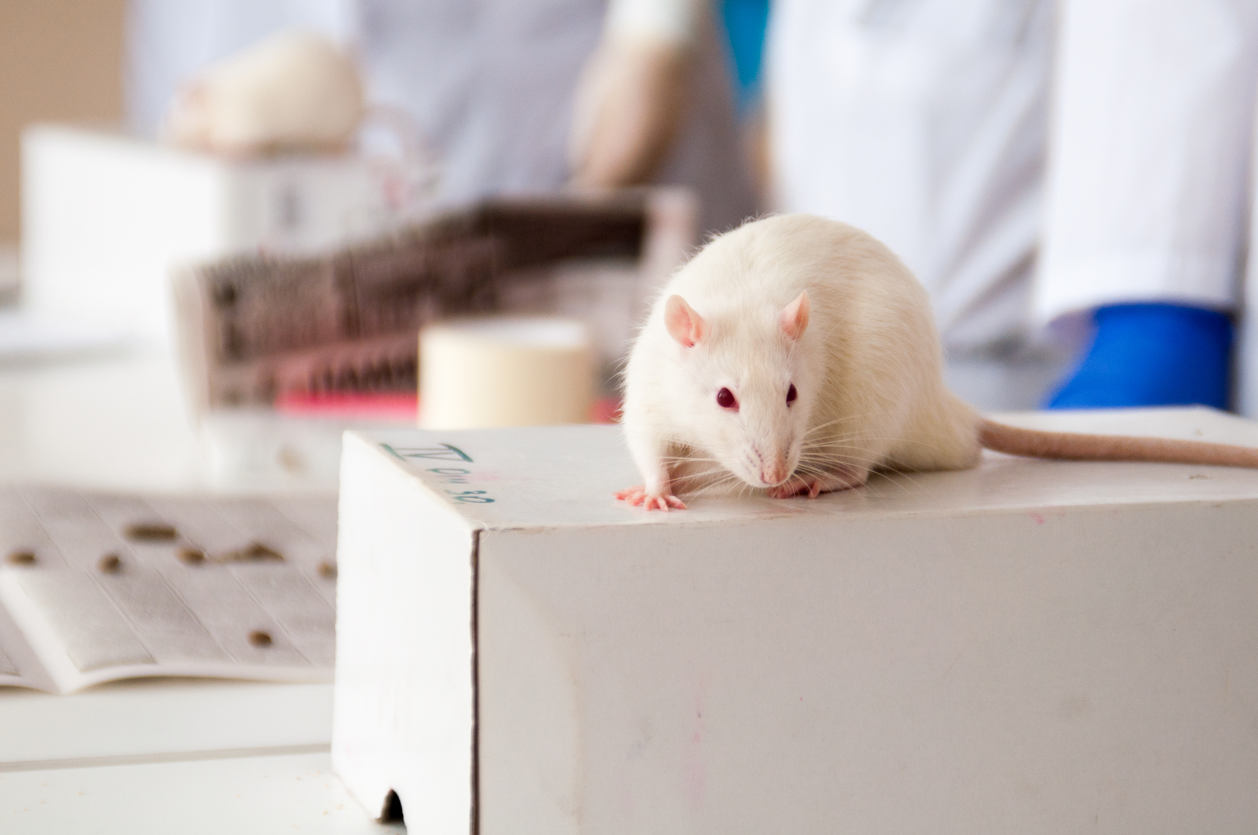 Los roedores pueden ser un buen modelo de estudio del síndrome metabólico ya que sus síntomas y padecimientos son similares a los que presentan humanos.