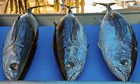 Dentro de las especies de pescados que se recomiendan a personas que padecen diversas enfermedades renales está el Albacora, por su proteína de alto valor biológico. En la imagen.