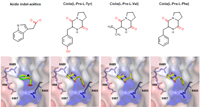 Modelado molecular que señala el mecanismo de interacción de los ciclodipéptidos de origen bacteriano en la inducción del receptor auxínico de la planta de A. thaliana.  Arriba, estructura de los ciclodipéptidos producidos por P.aeruginosa. Abajo, modelaje molecular de los ciclodipéptidos en el sitio de interacción del receptor auxínico.