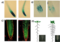 Efecto de los ciclodipéptidos producidos por la bacteria de P. aeruginosa sobre la arquitectura radicular de la planta modelo de A. thaliana. A) Inducción de marcador auxínico. B-C) Expresión de células radiculares en división celular. D) Modelo del efecto de los ciclodipéptidos bacterianos en la planta de A. thaliana.