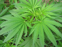 La despenalización de Cannabis sativa, nombre científico de la mariguana, se mantiene en el centro de debate desde distintos enfoques, los especialistas opinan que la discusión tenga como base a la ciencia.