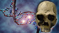 El DNA antiguo de las poblaciones prehispánicas se puede extraer de los huesos o de los tejidos, por ejemplo, de una momia, y dependiendo de la degradación de estos es posible o no obtener el DNA, en este caso mitocondrial.