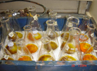Análisis químico del contenido de materia orgánica de un suelo en el laboratorio.