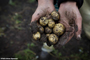 De acuerdo con el tipo de suelo se está en posibilidades de plantar ciertos cultivos. Se tiene que tomar en cuenta que unos suelos son más vulnerables a la sequía y a la contaminación.