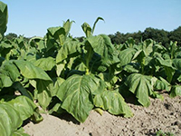 La planta de tabaco es uno de los modelos vegetales con los que trabaja el biólogo molecular Sergio Rosales Mendoza, de la UASLP, pues permite en poco tiempo probar la producción de las proteínas antigénicas (las cuales  activan el sistema inmune para prevenir el desarrollo de enfermedades), con el fin de que formen parte de una vacuna.