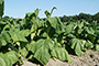 La planta de tabaco es uno de los modelos vegetales con los que trabaja el biólogo molecular Sergio Rosales Mendoza, de la UASLP, pues permite en poco tiempo probar la producción de las proteínas antigénicas (las cuales  activan el sistema inmune para prevenir el desarrollo de enfermedades), con el fin de que formen parte de una vacuna.