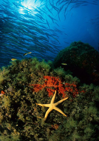 El bentos es la fauna o flora asociada al sustrato marino, sus características, como son forma, color, tamaño y fisiología, van asociadas a la obtención de alimento en el sedimento de los ambientes marinos.