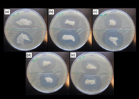 Zonas de inhibición del crecimiento bacteriano de las gasas de algodón modificadas con antibióticos.