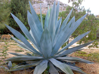 El tequila es una bebida alcohólica que por denominación solo puede ser producida en México. Su obtención es a través de la destilación de jugos de agave tequilana Weber variedad azul, fermentados usualmente con levaduras. Investigadores de la Universidad Michoacana de San Nicolás Hidalgo analizan cuáles son las levaduras que podrían ser más eficientes para los procesos de fermentación