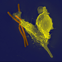 La respuesta inmunológica base de nuevos algoritmos. En la imagen un neutrófilo engulle al bacilo del Antrax.