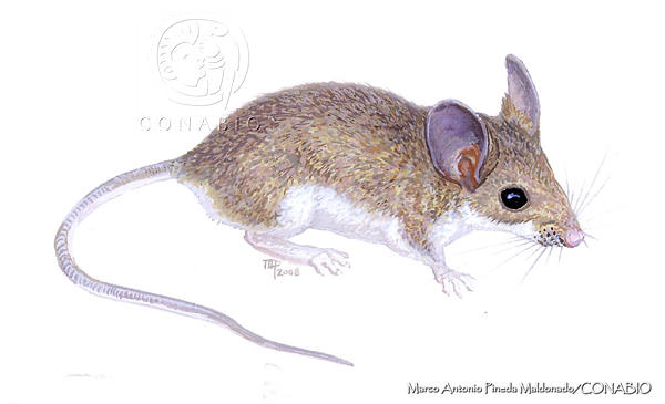 Roedor Peromyscus leucopus cozumelae, animal endémico de Cozumel, los investigadores sugieren que pudiera estar extinto.