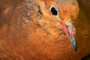 La paloma de Socorro desapareció en estado silvestre entre 1972 y 1978, ahora un grupo de investigadores trabaja en un proyecto para reintroducir a esta ave en su isla de origen en Revillagigedo, México.