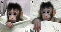 Los macacos cangrejeros Zhong Zhong (izquierda) y Hua Hua (derecha), primates clonados con la misma técnica que se utilizó para la oveja Dolly, fueron noticia en los primeros meses del año y tema de debate desde varias perspectivas, que fueron desde la técnica que se utilizó para la obtención de estos animales hasta las consideraciones éticas del uso de los primates para experimentación.