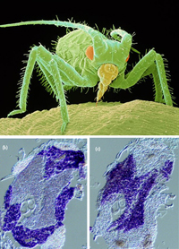 Arriba, imagen de un pulgón. Abajo se muestra la disección de un pulgón: imagen b) la zona coloreada en azul se refiere a una bacteria simbionte llamada Buchnera aphidicola; imagen c) la zona coloreada en azul corresponde a la bacteria simbionte Serratia symbiotica.