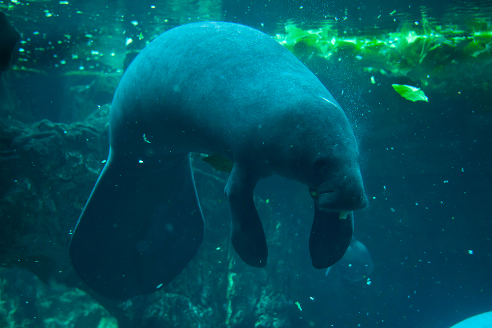 El manatí del Caribe (Trichechus manatus), habita desde el sureste de Estados Unidos de América (especialmente en la península de Florida), pasando por México, Centroamérica, las Antillas y la costa noreste de América del Sur, hasta Brasil. 