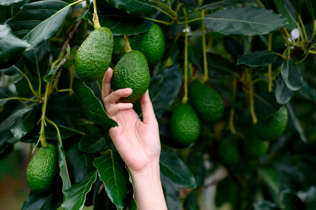  El aguacate Hass tiene un componente genético mayoritario de la variedad mexicana Persea americana var. drymifolia y alrededor del 39% de la variedad guatemalteca.