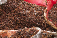 En México se han identificado 549 especies de insectos comestibles.