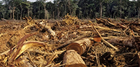 La zona del sureste es la que concentra la mayor biodiversidad del país, de ahí el interés del doctor Enrique Martínez Meyer, especialista en ecología geográfica, por estudiar el cambio de uso de suelo. La deforestación es una actividad humana con un impacto negativo sobre la diversidad biológica.