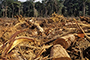 La zona del sureste es la que concentra la mayor biodiversidad del país, de ahí el interés del doctor Enrique Martínez Meyer, especialista en ecología geográfica, por estudiar el cambio de uso de suelo. La deforestación es una actividad humana con un impacto negativo sobre la diversidad biológica.