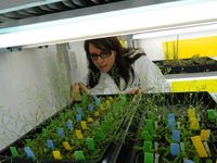 La Dra. Elena Álvarez-Buylla en su laboratorio de la UNAM.