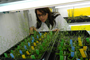 La Dra. Elena Álvarez-Buylla en su laboratorio de la UNAM.