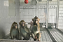 En la imagen, Zhong Zhong y Hua Hua (izquierda y centro) acompañados por otro primate de mayor edad.