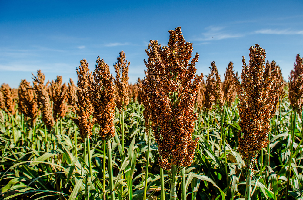 El sorgo es un cereal con potencial para consumo humano y para aprovechamiento de su biomasa para usos industriales.