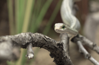 En la imagen: serpiente Dispholidus typus, la cual se encuentra ampliamente distribuida en la región de África subsahariana, donde se le conoce como “boomslang”, que significa “serpiente del árbol” en afrikáans y holandés.
