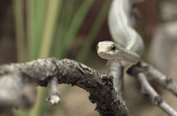 En la imagen: serpiente Dispholidus typus, la cual se encuentra ampliamente  distribuida en la región de África subsahariana, donde se le conoce como 