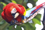 Guacamaya roja (Ara macao cyanoptera). En la actualidad, la presencia de esta ave se restringe a la selva Lacandona en el estado de Chiapas.