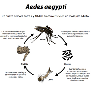 Ciclo de vida del mosquito Aedes aegypti.