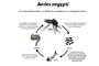 Ciclo de vida del mosquito Aedes aegypti.