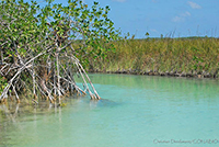 Imagen: Manglares en la Reserva de Sian Ka´an, en Quintana Roo. Los manglares son los ecosistemas que por unidad de área retienen más carbono que cualquier otro ecosistema terrestre, evitando con ello la emisión de este gas a la atmósfera.