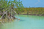 Imagen: Manglares en la Reserva de Sian Ka´an, en Quintana Roo. Los manglares son los ecosistemas que por unidad de área retienen más carbono que cualquier otro ecosistema terrestre, evitando con ello la emisión de este gas a la atmósfera.