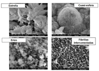 Micrografías de partículas nanoestructuradas a base de hierro para remover arsénico presente en agua.