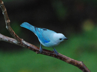 Cada especie de ave responde a los cambios ambientales de diferente manera. En la imagen la tángara azul-gris (Thraupis episcopus).