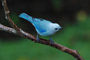 Cada especie de ave responde a los cambios ambientales de diferente manera. En la imagen la tángara azul-gris (Thraupis episcopus).