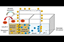 Representación esquemática de la celda de combustible microbiana utilizada para mejorar el tratamiento del agua residual y generar bioenergía.