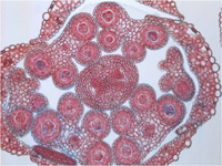 Imagen de un corte transversal de un botón floral de la planta Arabidopsis thaliana. Podemos ver a nivel celular los diferentes órganos florales en desarrollo.