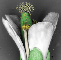 Una flor de la planta Arabidopsis thaliana con sus 4 sépalos (verde), 4 pétalos (blanco), estambres con su polen (amarillo) y en el centro está el gineceo o pistilo (verde).