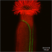 Un gineceo (rojo) donde se observan dos líneas verdes fluorescentes (una línea marcador para citocininas) que marcan el tejido necesario para que el fruto pueda abrir.