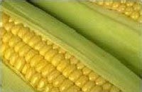 El maí­z es un alimento nutracéutico o funcional.