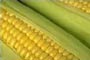 El maí­z es un alimento nutracéutico o funcional.